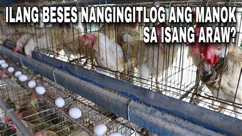 nag aalaga ng panabong na manok in english|inahing manok in English .